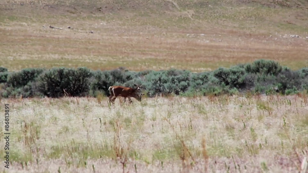Two bucks in a field Two bucks in a field