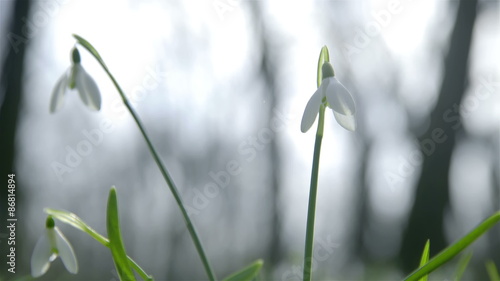 Wallpaper Mural Snowdrop in wind close up Torontodigital.ca