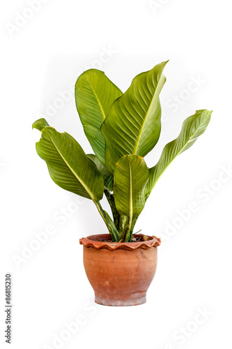 Fototapeta Naklejka Na Ścianę i Meble -  Flower pots on white background