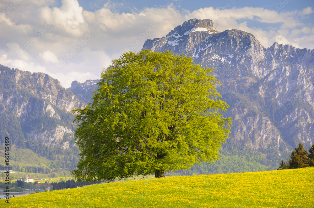 Große Buche als Einzelbaum im Allgäu in Bayern mit Berg der Alpen im Hintergrund