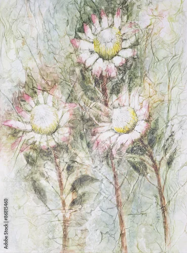 Obraz Original watercolour on canvas, protea flowers, South Africa’s national flower.