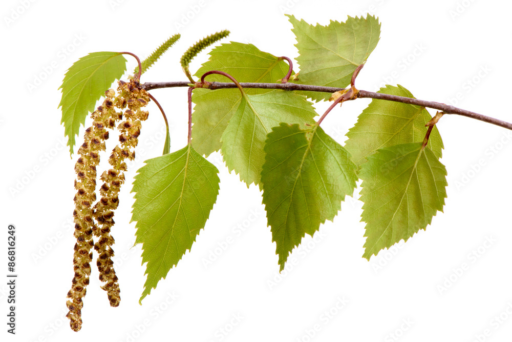 Obraz premium Brzoza i gałąź brzozy z liśćmi i pyłkiem