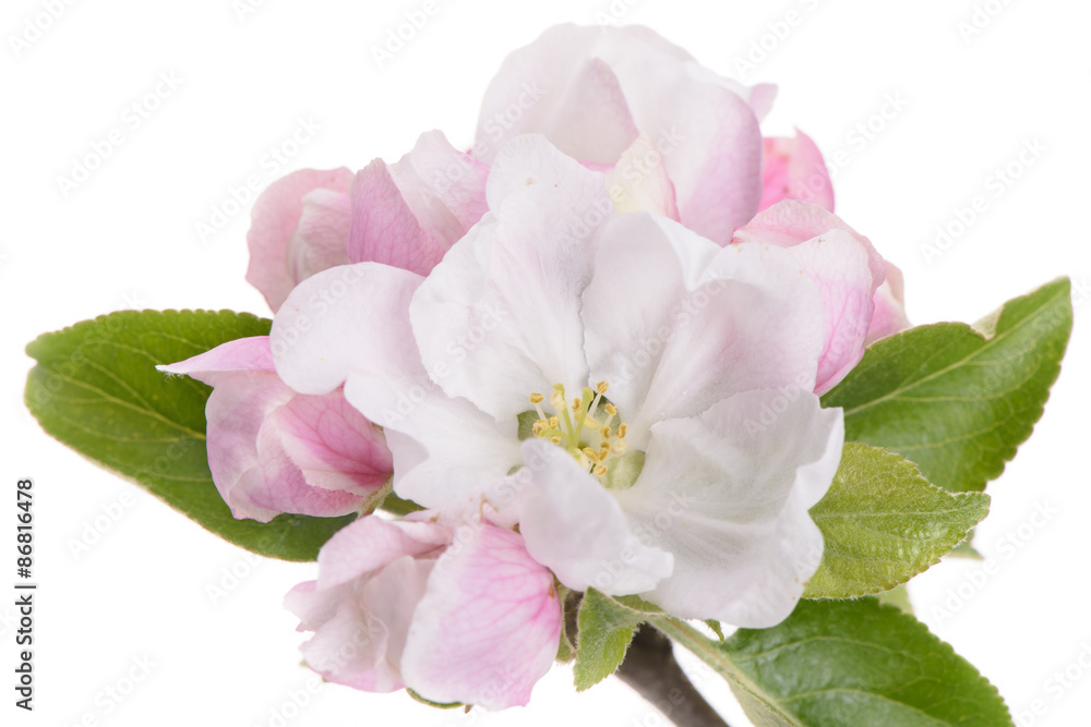 Fototapeta premium Blüte des Apfelbaum