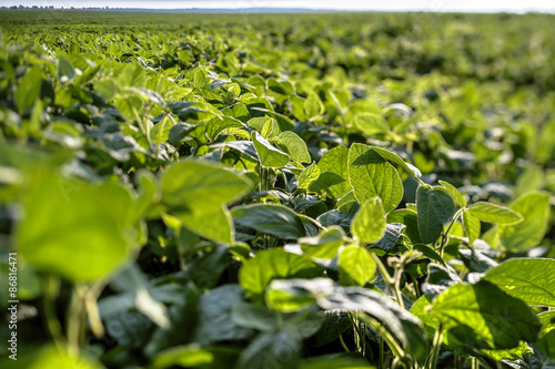 Leaves and shoots of young soybean farmer field against the sky