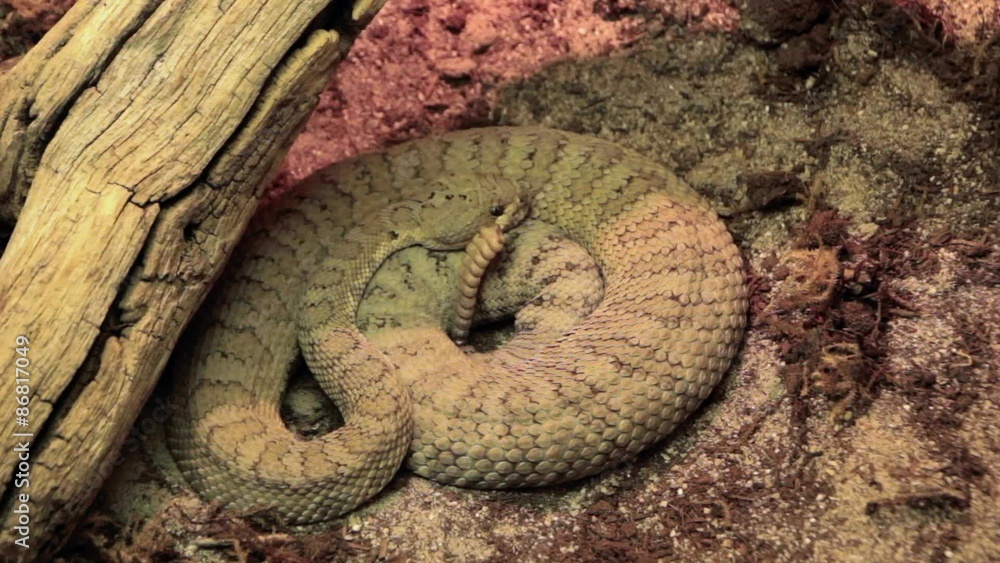 Rattle Snake Rattle Snake