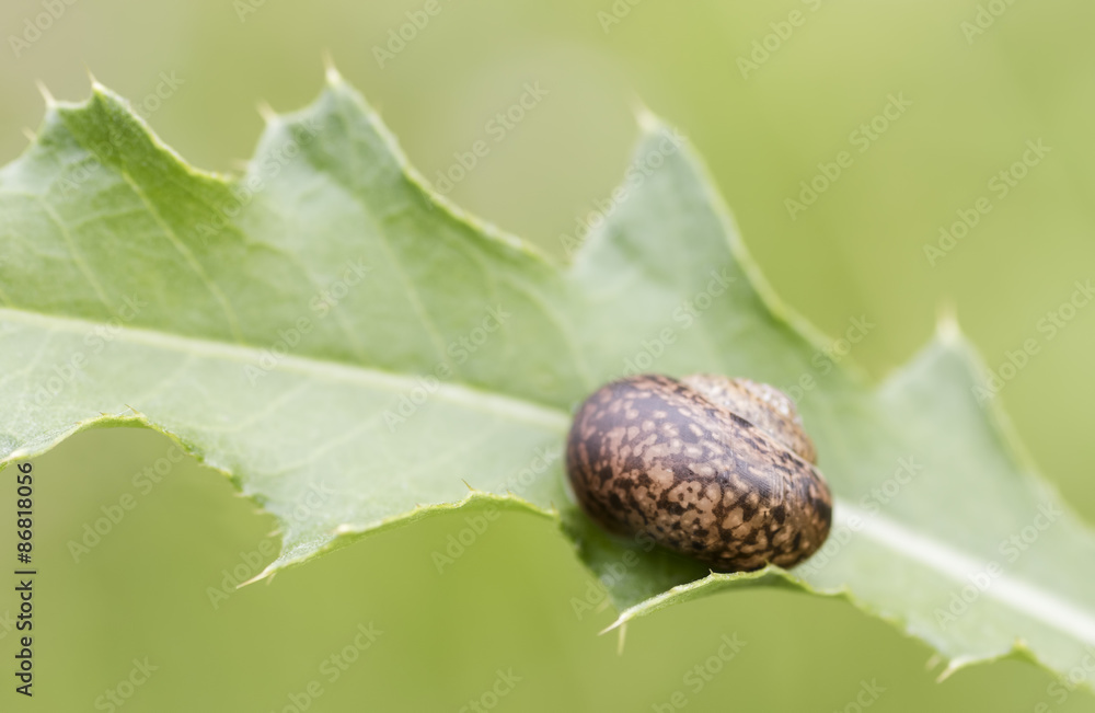 Fruticicola fruticum Fruticicola fruticum