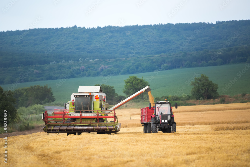 Fototapeta premium Working Harvesting Combine in the Field of Wheat