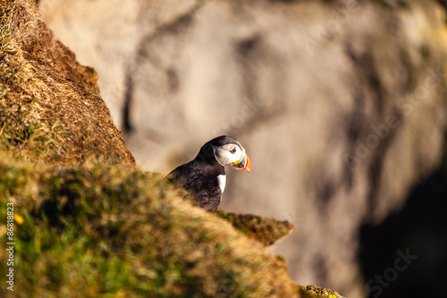 Atlantic puffin in Western Iceland