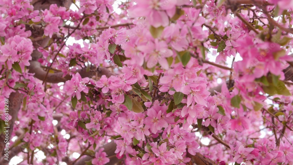 Pink blossoms blowing in the wind dolly shot Pink blossoms blowing in the wind dolly shot