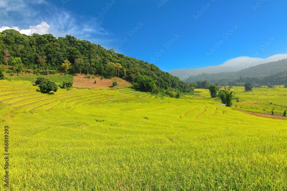 Rice Terraced Field in Chiangmai, Thailand