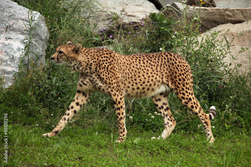 Cheetah  Acinonyx jubatus .