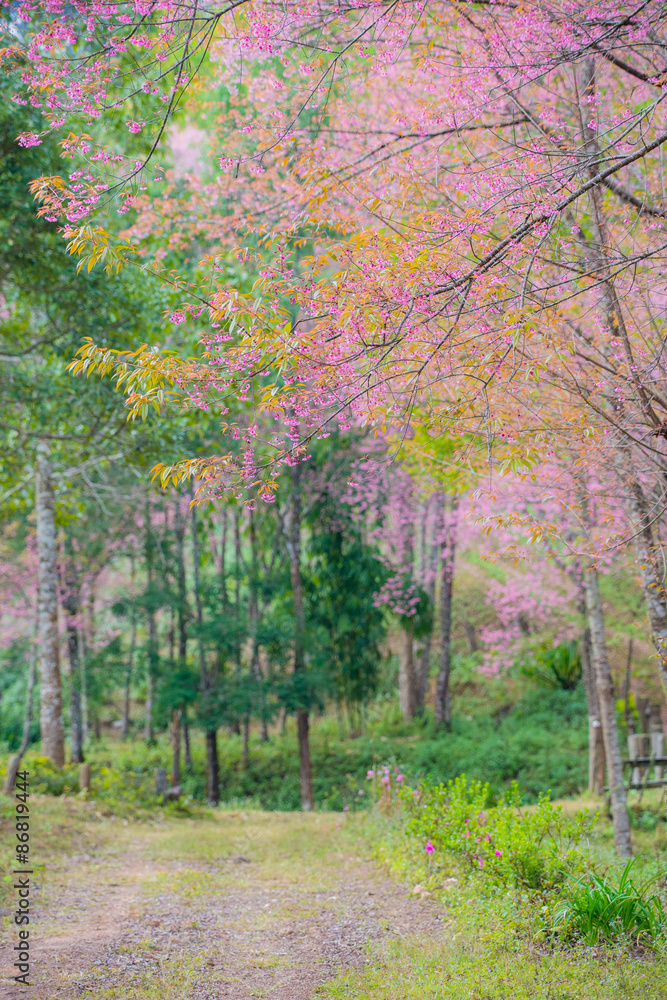 Naklejka premium Sakura flowers