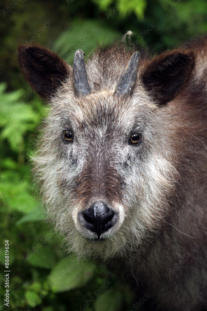 Japanese serow (Capricornis crispus). Japanese serow (Capricornis crispus).