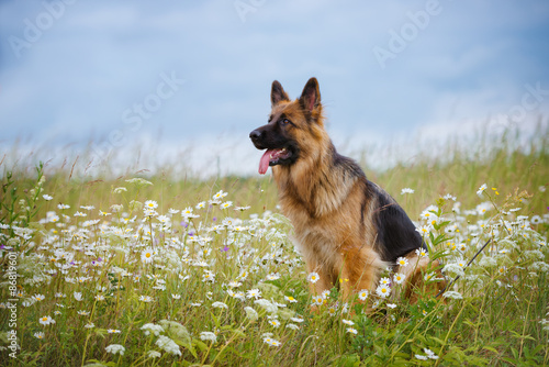 german shepherd dog sitting on a daisy field photo