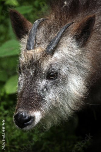 Japanese serow  Capricornis crispus .