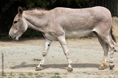 Somali wild ass (Equus africanus somaliensis).