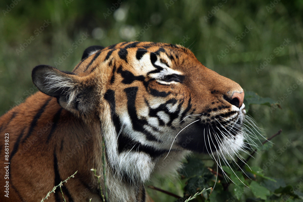 Fototapeta premium Malayan tiger (Panthera tigris jacksoni).