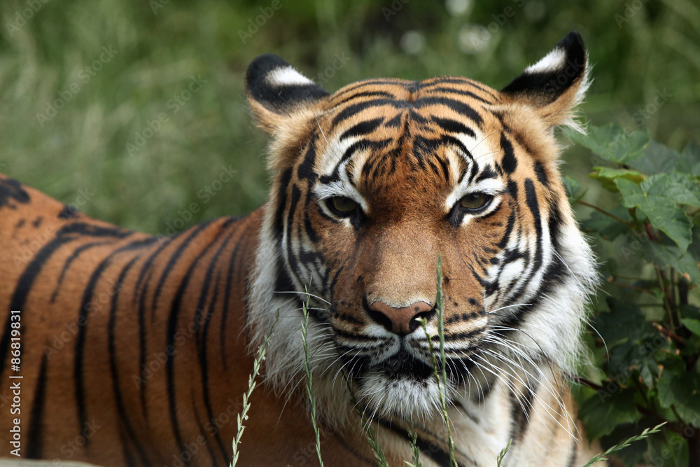Fototapeta premium Malayan tiger (Panthera tigris jacksoni).