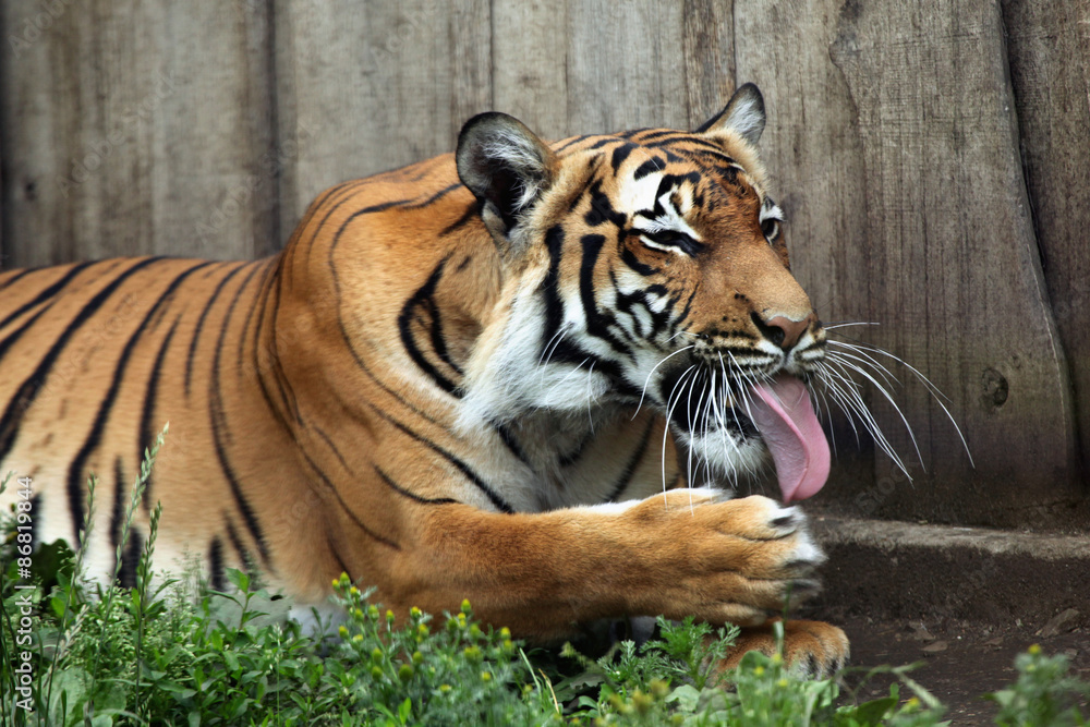 Fototapeta premium Malayan tiger (Panthera tigris jacksoni).