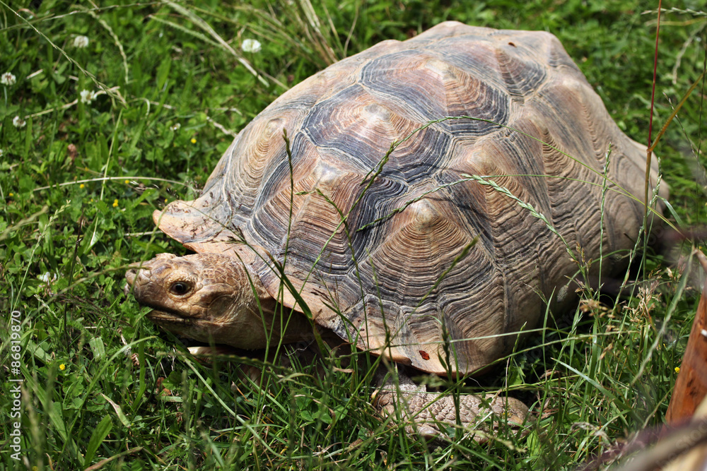 African spurred tortoise (Centrochelys sulcata). African spurred tortoise (Centrochelys sulcata).