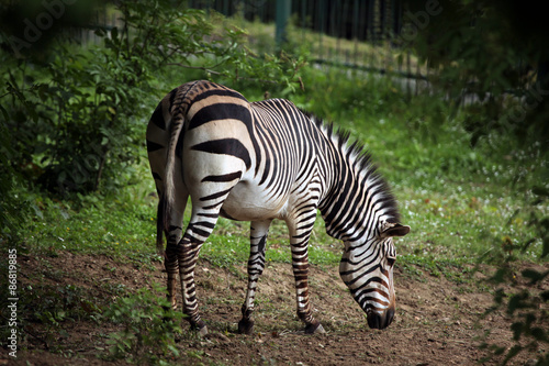 Hartmann s mountain zebra  Equus zebra hartmannae .