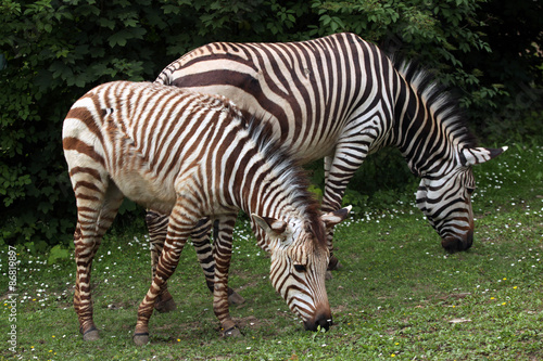 Hartmann s mountain zebra  Equus zebra hartmannae .