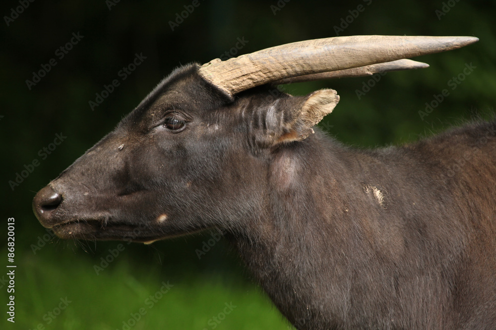 Lowland anoa (Bubalus depressicornis). Lowland anoa (Bubalus depressicornis).