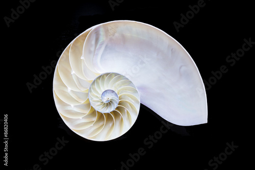nautilus shell section