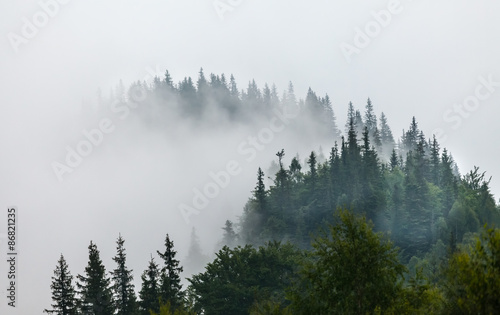 Fototapeta Naklejka Na Ścianę i Meble -  Misty morning in the Carpathians