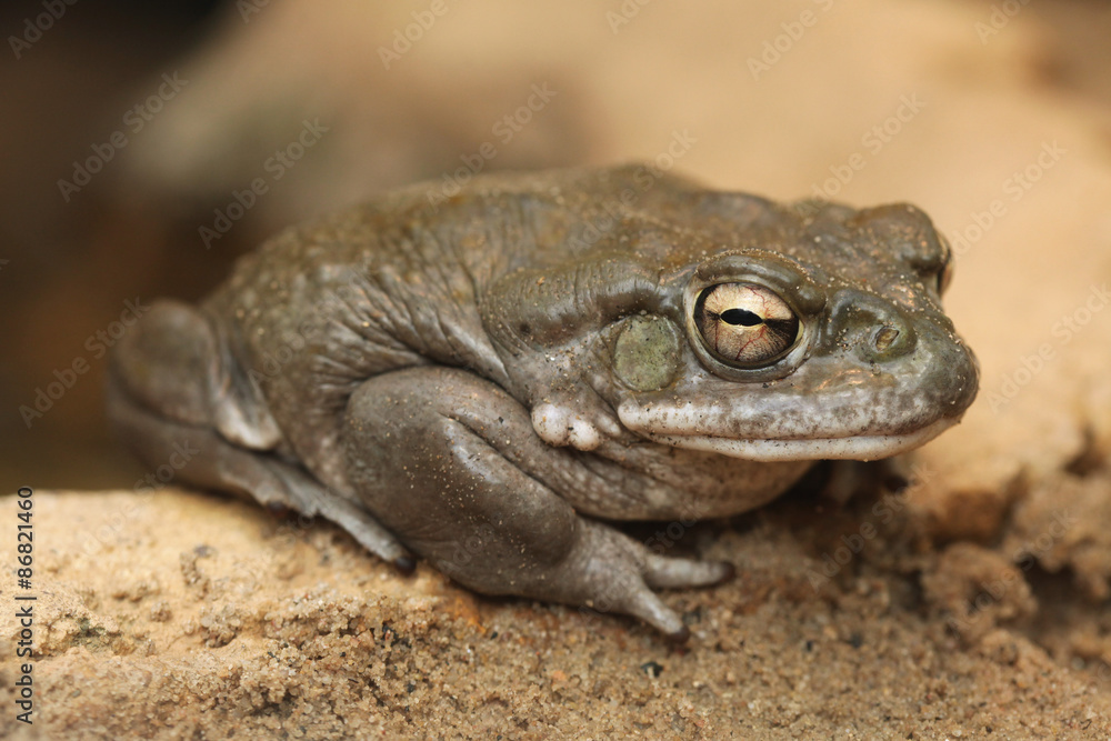 Fototapeta premium Colorado river toad (Incilius alvarius).