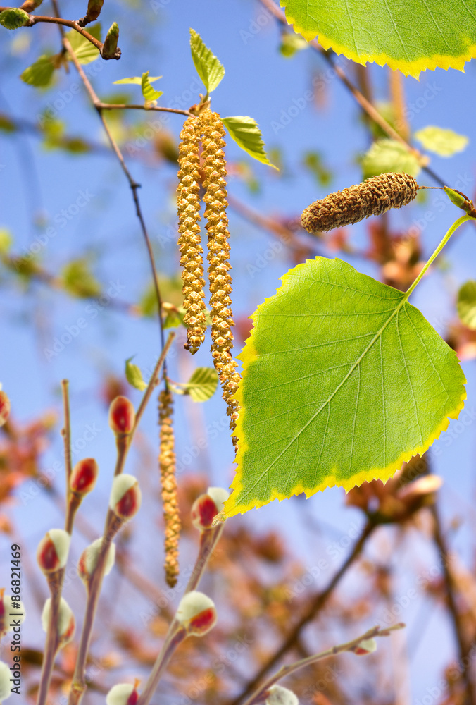 Naklejka premium &nbsp; leaves in the garden