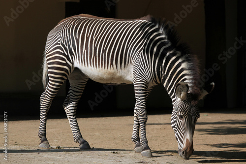Grevy s zebra  Equus grevyi   also known as the imperial zebra.