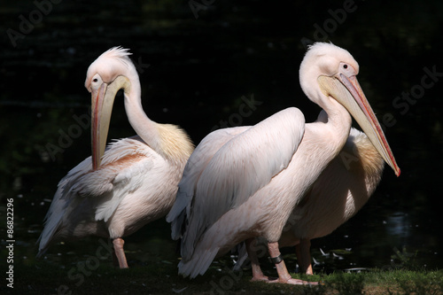 Great white pelican (Pelecanus onocrotalus).