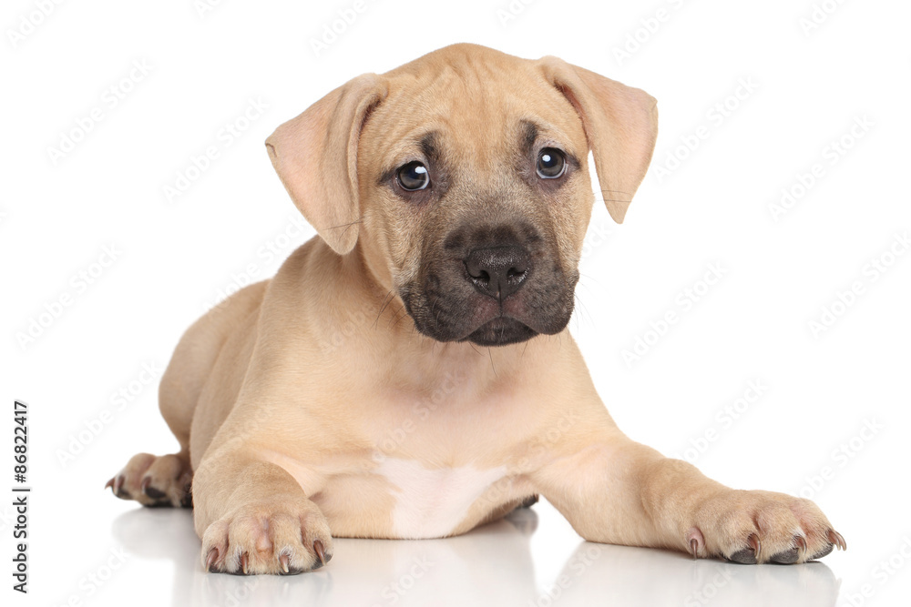 American Staffordshire terrier puppy American Staffordshire terrier puppy
