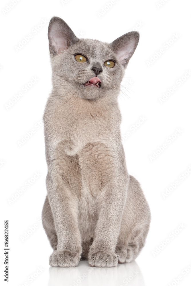 Burmese kitten yawn