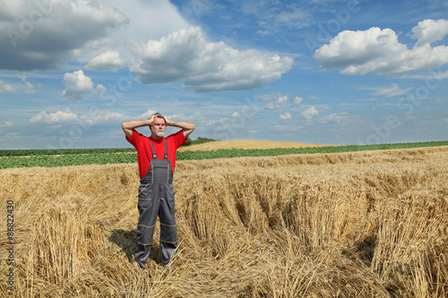 Canvas Print Agriculture, desperate farmer gesture in damaged wheat field