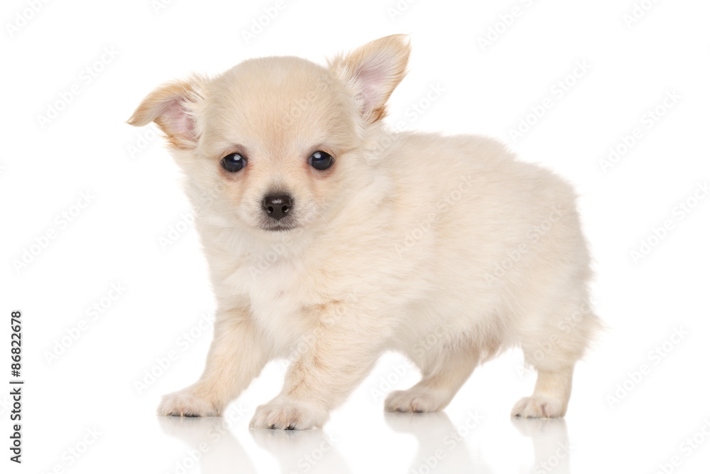 Long haired Chihuahua puppy