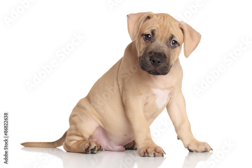 Fototapeta Naklejka Na Ścianę i Meble -  American Staffordshire terrier puppy