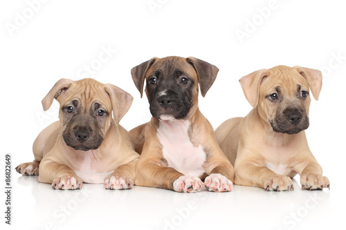 American Staffordshire terrier puppies