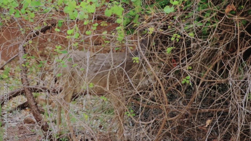 deer grazing at zion national park deer grazing at zion national park