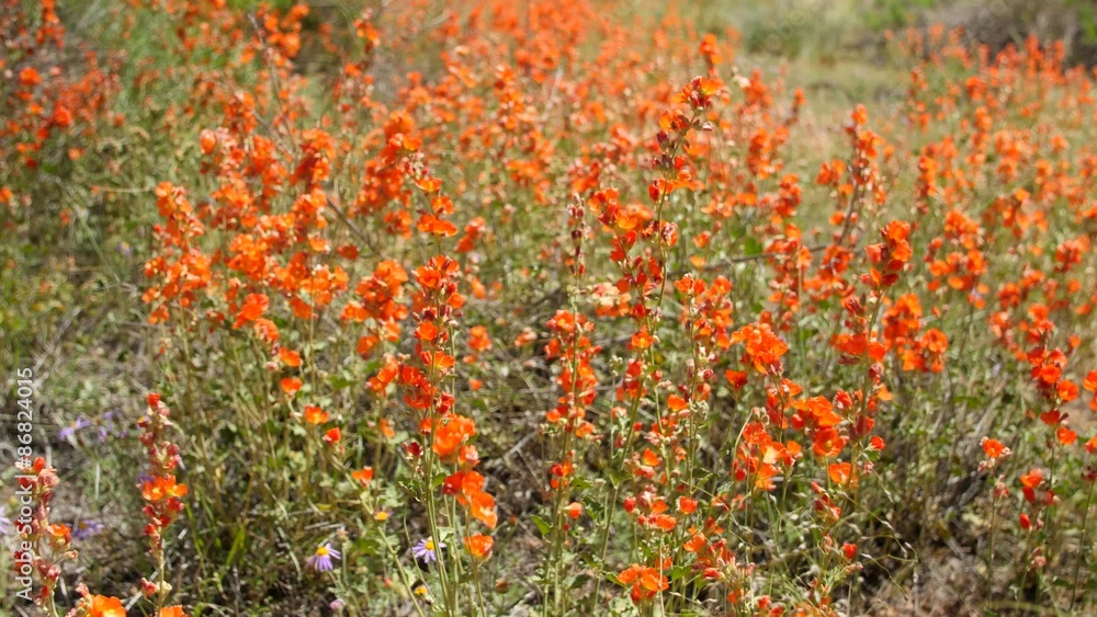 Beautiful orange flowers in the desert Beautiful orange flowers in the desert
