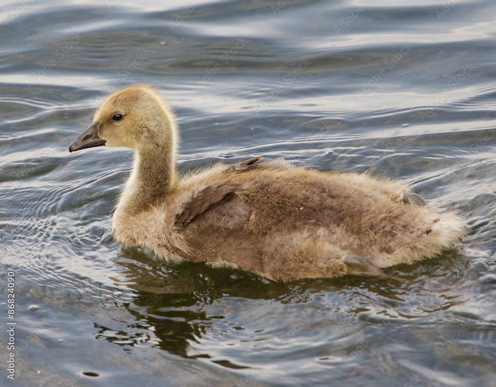 Young cackling goose is swimming in the lake Young cackling goose is swimming in the lake