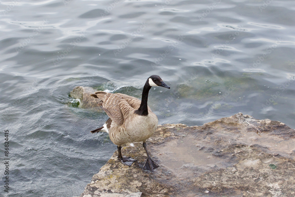 Fototapeta premium Beautiful cackling goose is going on the rock