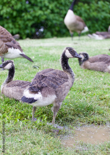 The family of young cackling geese on the grass field
