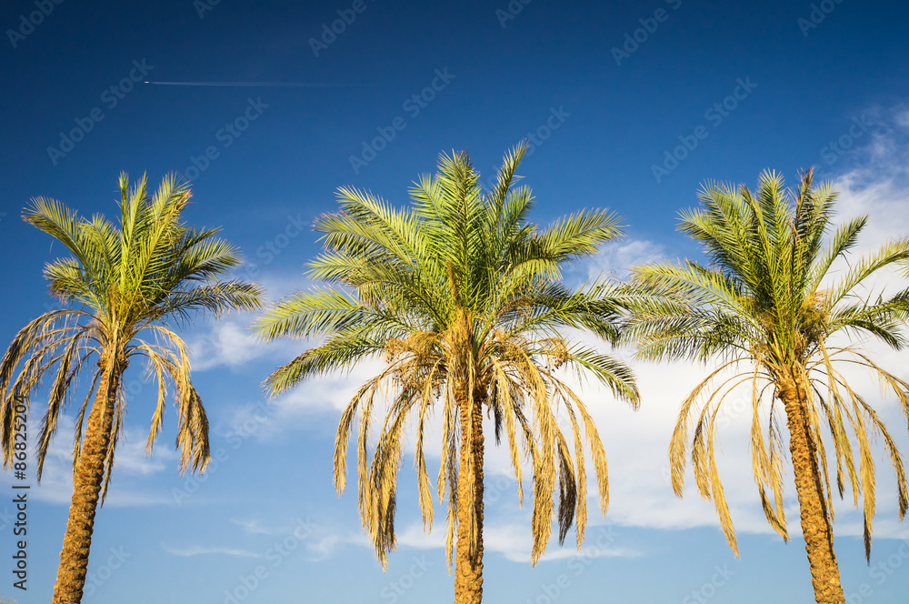 Palm trees lighted by evening sun against blue sky with clouds