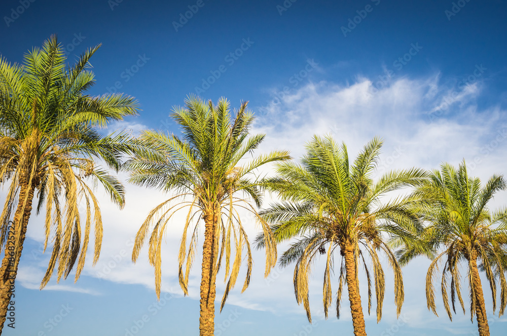 Palm trees lighted by evening sun against blue sky with clouds