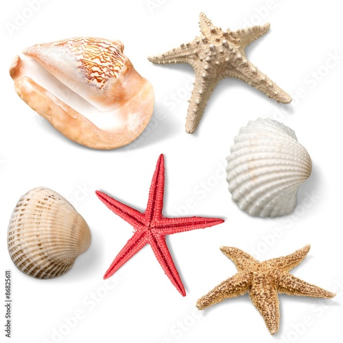 Shell, Starfish, Clam.