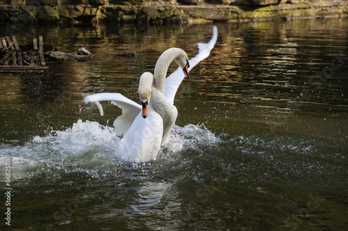 Swans