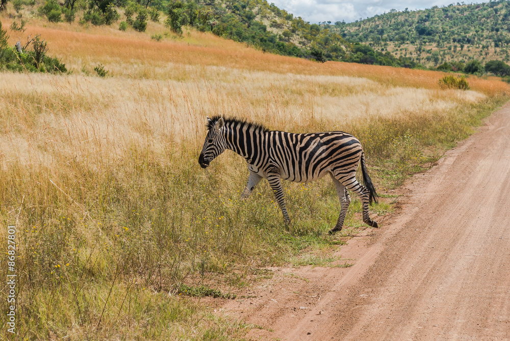 Fototapeta premium Zebra. Pilanesberg national park. South Africa. 