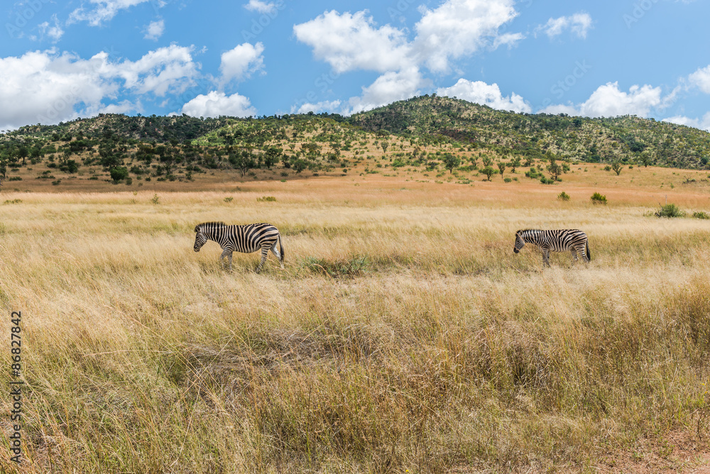 Zebra. Pilanesberg national park. South Africa.
Zebra. Pilanesberg national park. South Africa.